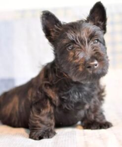 Scottish Terrier