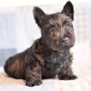 Scottish Terrier