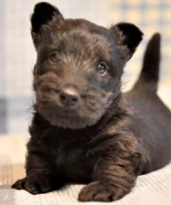 Scottish Terrier