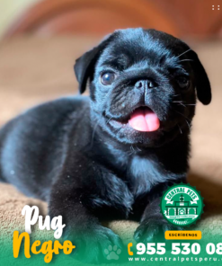 PUG NEGRO