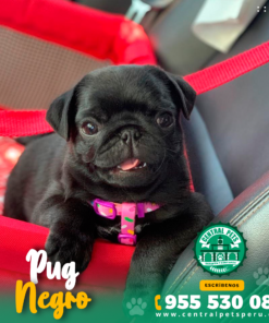 Alternative view of PUG NEGRO