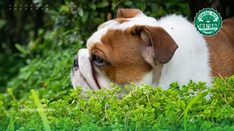 Chihuahua en el parque