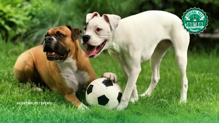 Chihuahua en el parque