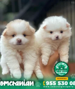 Alternative view of POMERANIAN