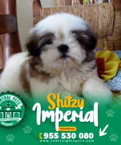 Alternative view of SHITZU